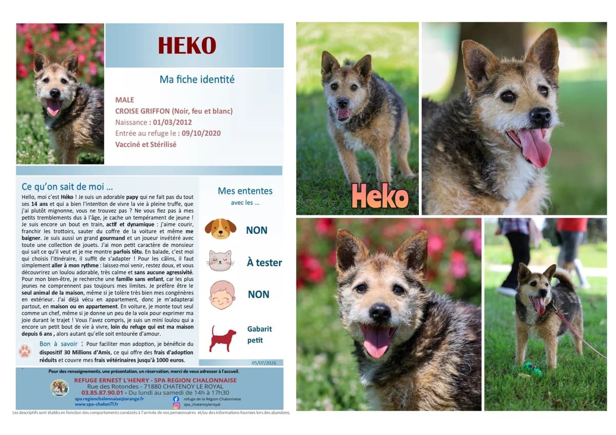 Heko,  Mixed Breed for adoption at SCOOBY, Châtenoy-le-Royal