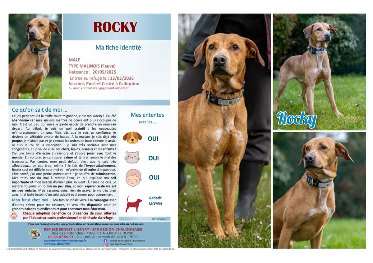 Rocky,  Mixed Breed for adoption at SCOOBY, Châtenoy-le-Royal