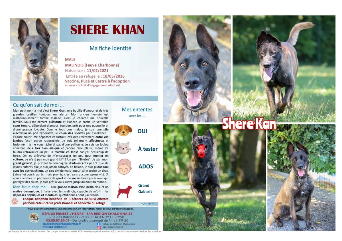 Shere-Khan,  Mixed Breed for adoption at SCOOBY, Châtenoy-le-Royal