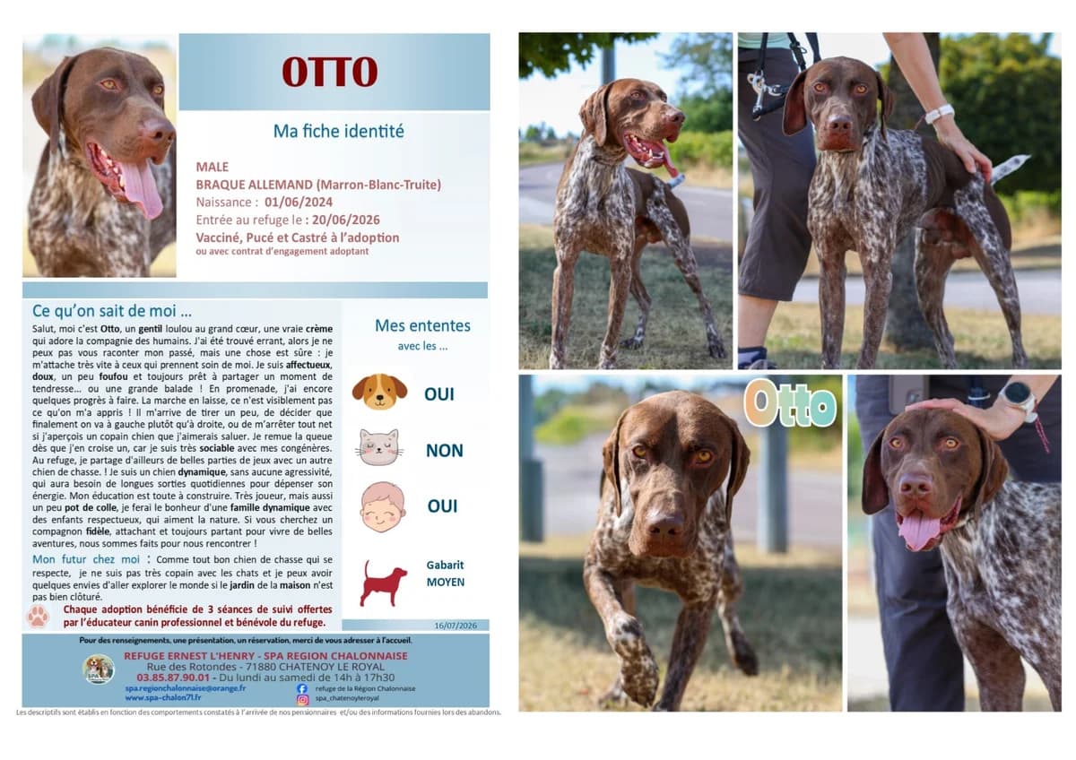 Otto,  Mixed Breed for adoption at SCOOBY, Châtenoy-le-Royal