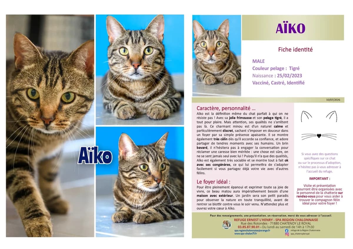 Aiko,  Mixed Breed for adoption at SCOOBY, Châtenoy-le-Royal