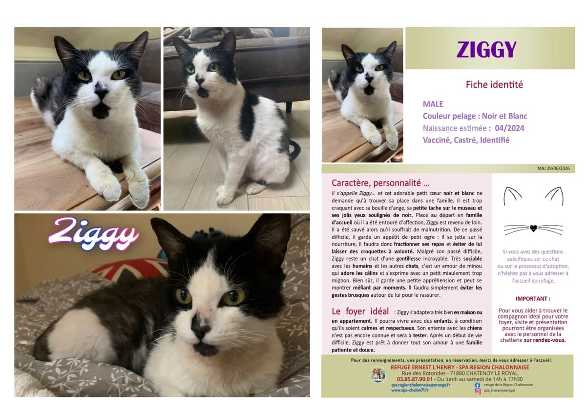 Ziggy, Mixed Breed (SCOOBY)