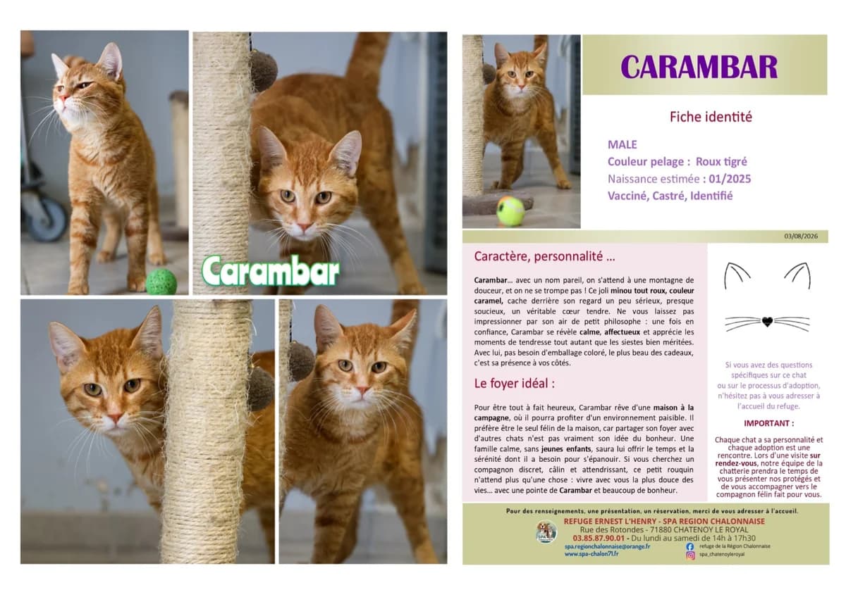 Carambar, Mixed Breed (SCOOBY)