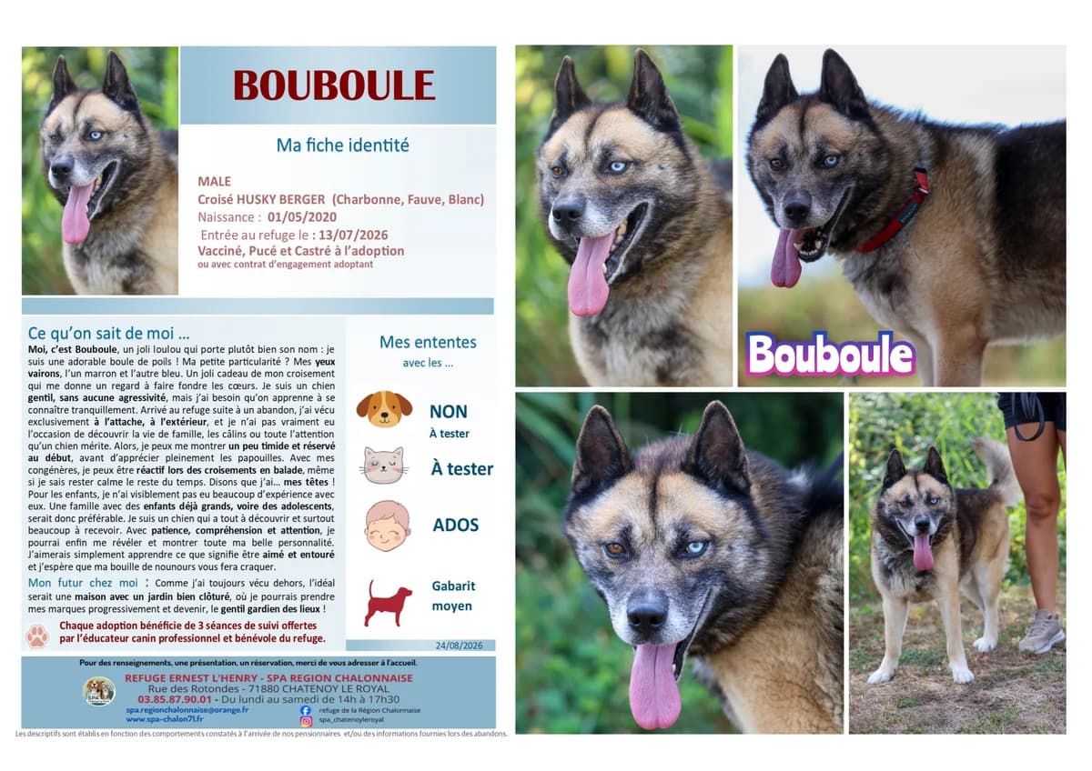 Bouboule,  Mixed Breed for adoption at SCOOBY, Châtenoy-le-Royal