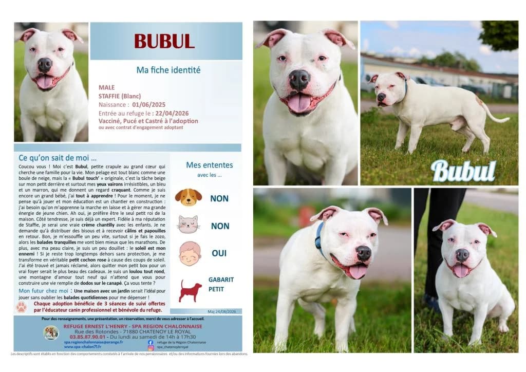 Bubul,  Mixed Breed for adoption at SCOOBY, Châtenoy-le-Royal