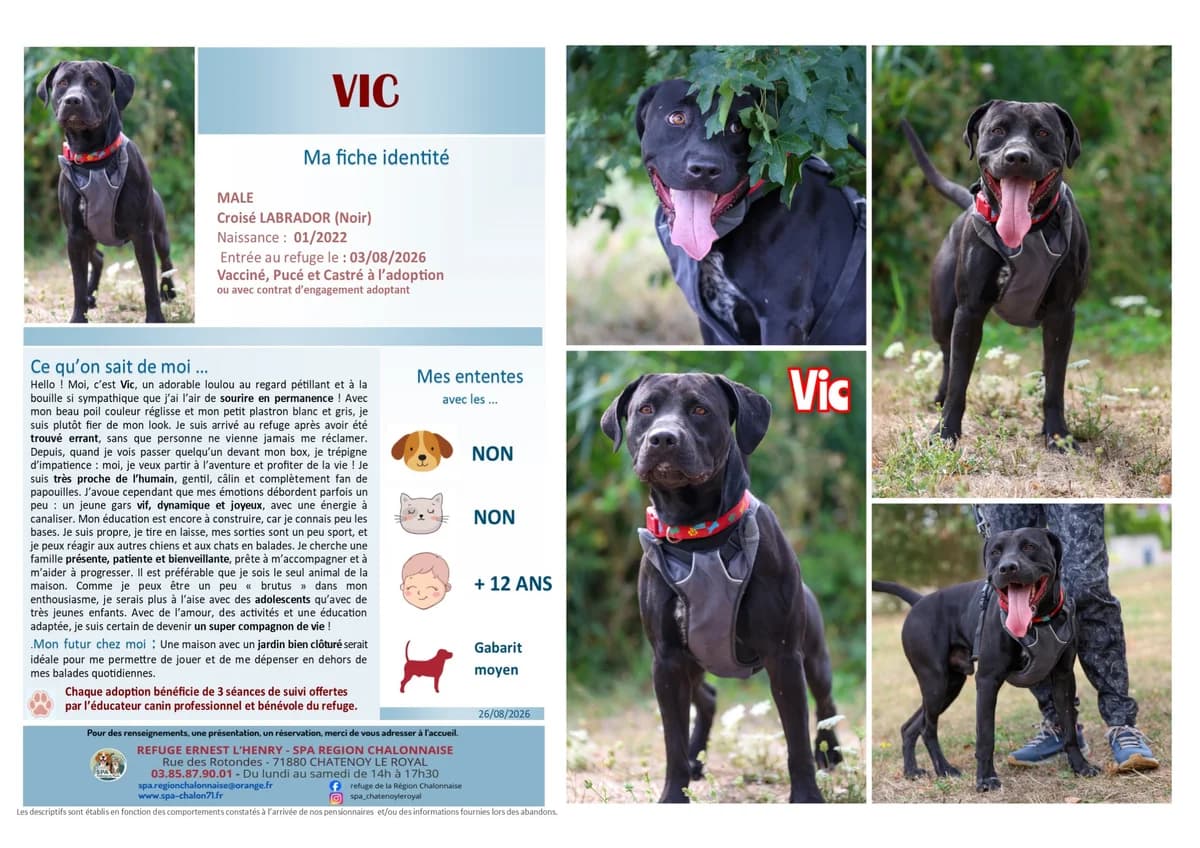 Vic,  Mixed Breed for adoption at SCOOBY, Châtenoy-le-Royal