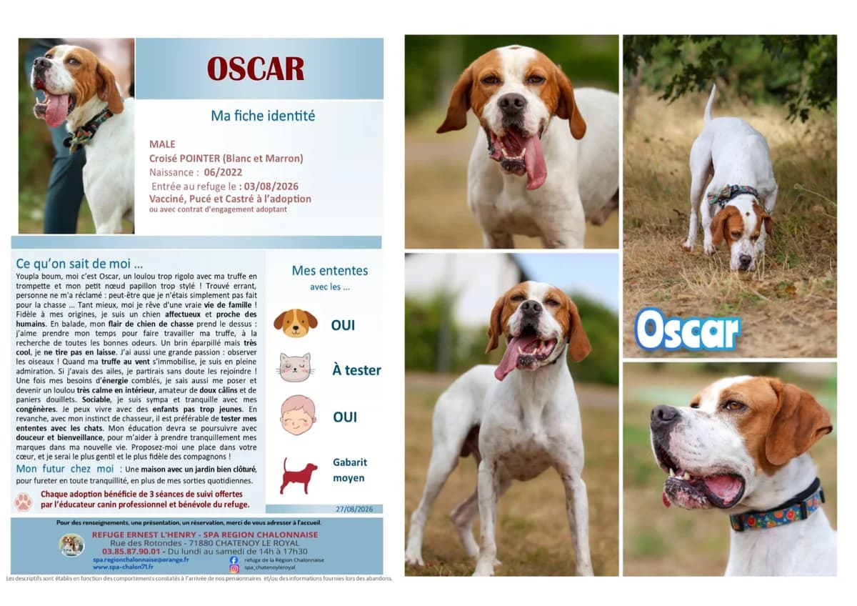 Oscar,  Mixed Breed for adoption at SCOOBY, Châtenoy-le-Royal
