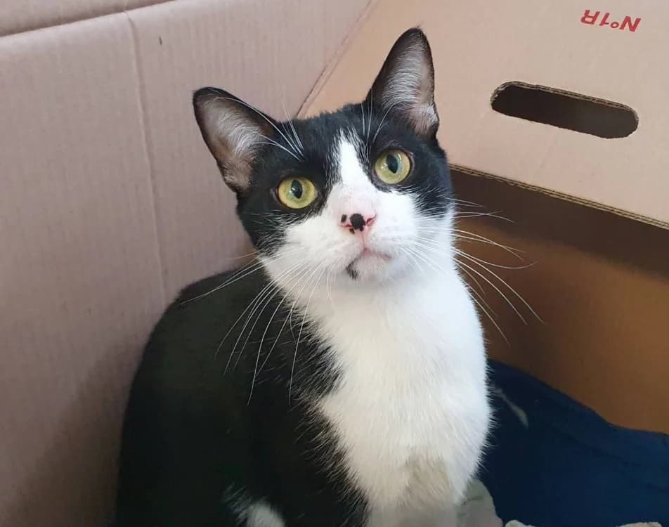 TACHE CHA, male young mixed breed for adoption at SPA Chamarande, Chamarande