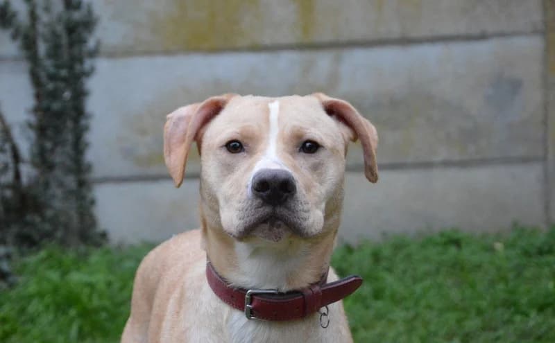TOKYO CHAO, male young Mixed Breed for adoption at SPA Chamarande, Chamarande