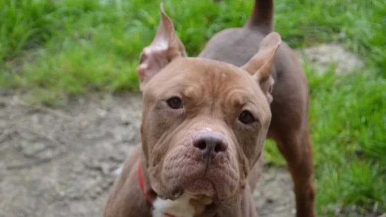 PEPITO CHAO, male 4yo American Bully for adoption at SPA Chamarande, Chamarande