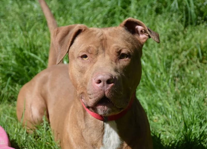 ASHILE CHAO, male 5yo Mixed Breed for adoption at SPA Chamarande, Chamarande