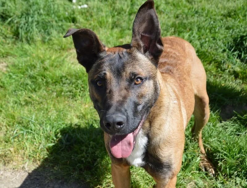 GUN CHAO, male Mixed Breed for adoption at SPA Chamarande, Chamarande