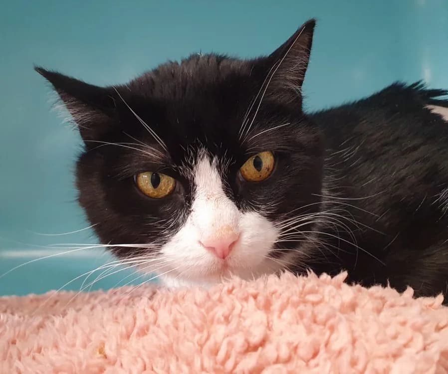 NINAO CHA, male mixed breed for adoption at SPA Chamarande, Chamarande