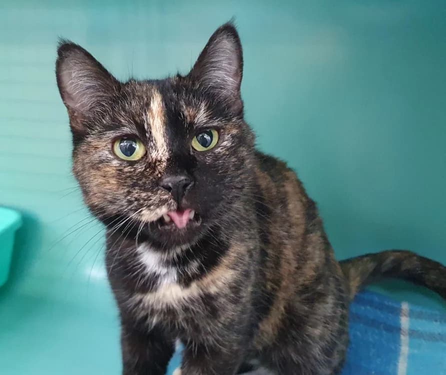 FIONA CHA, female mixed breed for adoption at SPA Chamarande, Chamarande