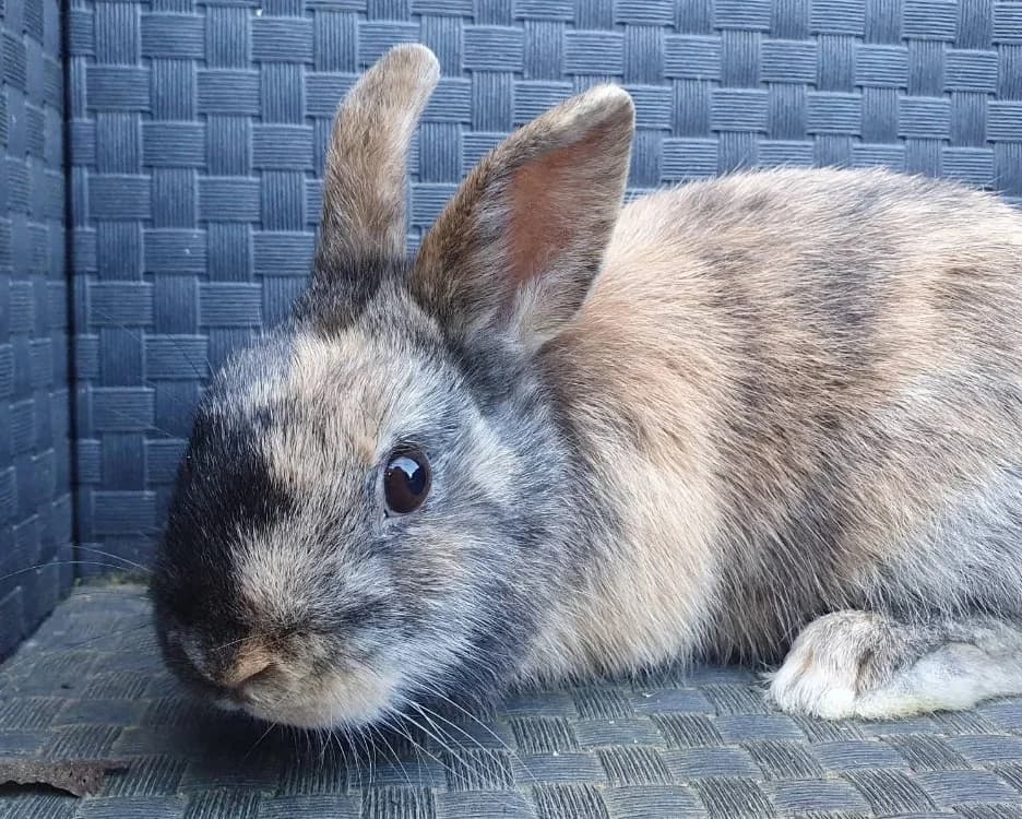 TREFLE CAC, male mixed breed for adoption at SPA Chamarande, Chamarande