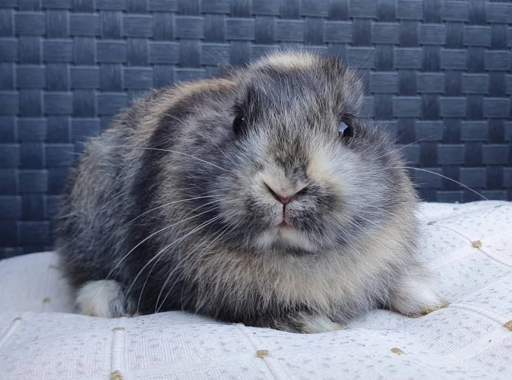 WINNI CAC, male mixed breed for adoption at SPA Chamarande, Chamarande