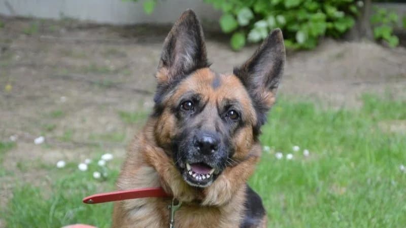 PRUNE CHAO, female 7yo German Shepherd for adoption at SPA Chamarande, Chamarande