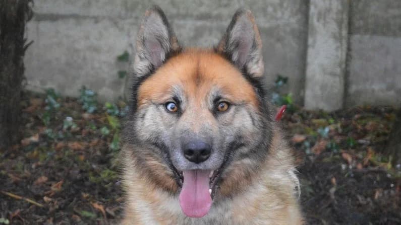 NOCKY CHAO, male Husky for adoption at SPA Chamarande, Chamarande