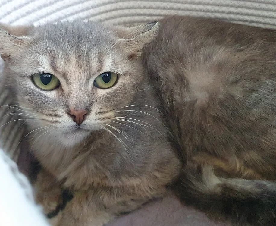 AURORA CHA, female senior mixed breed for adoption at SPA Chamarande, Chamarande