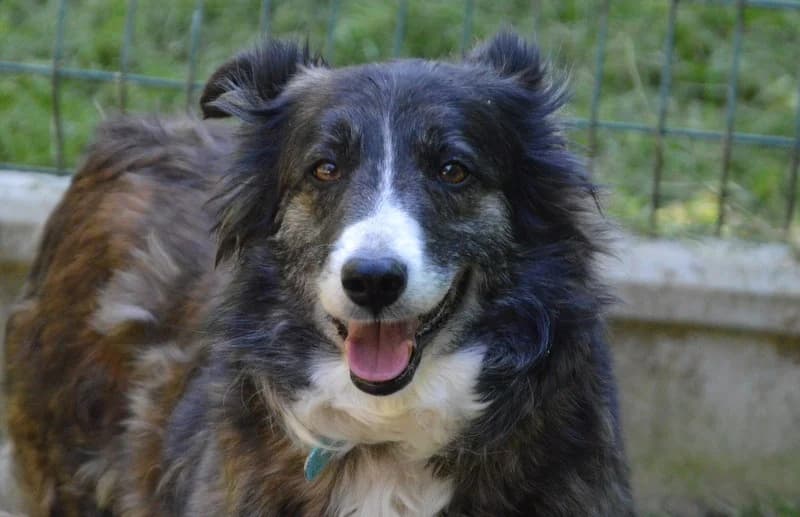 PALES CHAO, female 6yo Border Collie for adoption at SPA Chamarande, Chamarande
