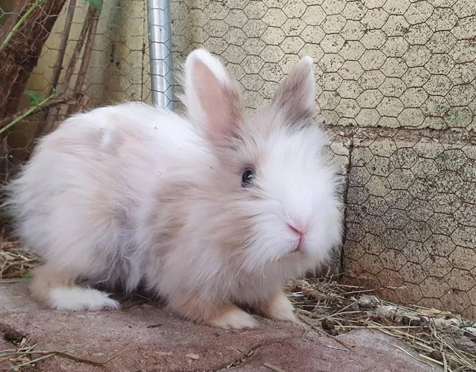 KUMI, female mixed breed for adoption at SPA Chamarande, Chamarande