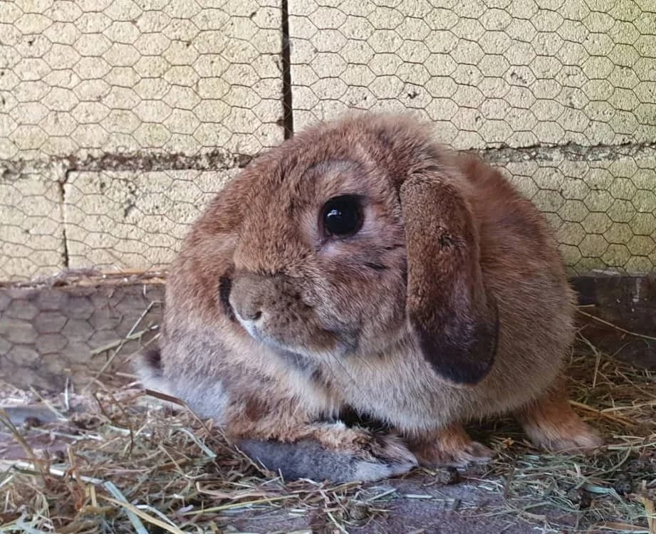 EIKOSI CAC, female mixed breed for adoption at SPA Chamarande, Chamarande