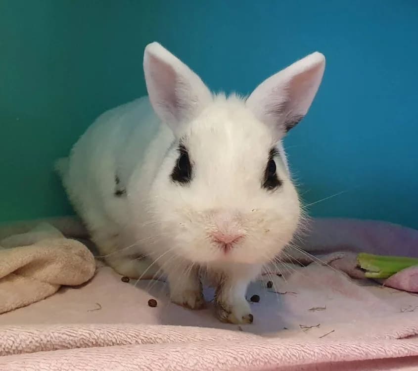 CENTO, male mixed breed for adoption at SPA Chamarande, Chamarande