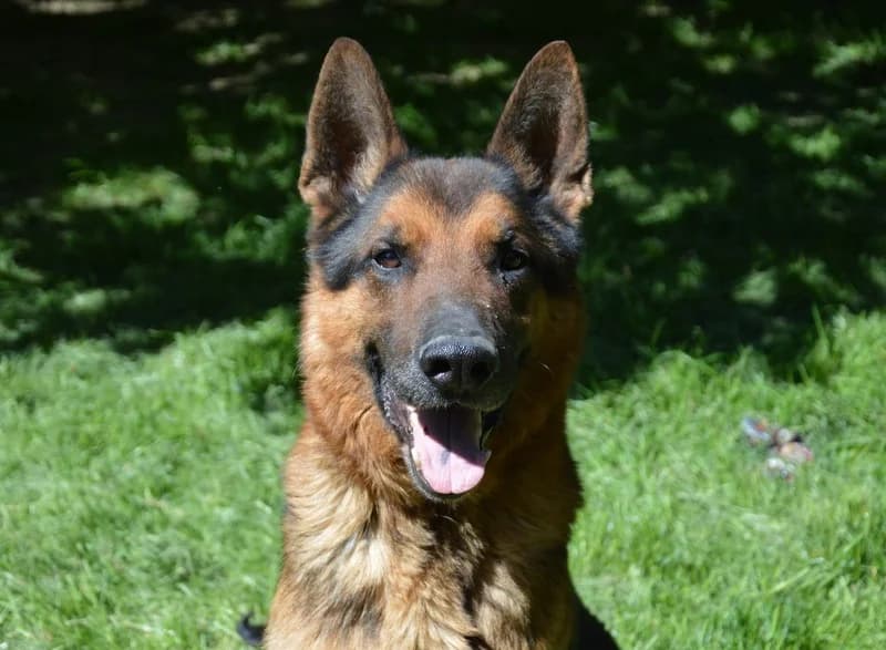 ROCKY CHAO, male senior German Shepherd for adoption at SPA Chamarande, Chamarande