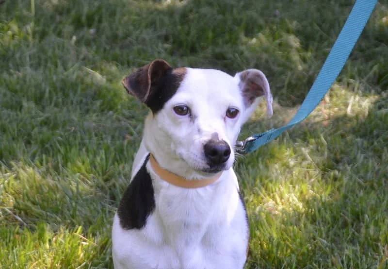 ARSEN CHAO, male young Jack Russell Terrier for adoption at SPA Chamarande, Chamarande