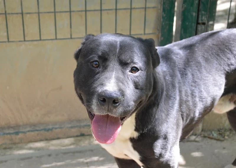 NINO CHAO, male 5yo Mixed Breed for adoption at SPA Chamarande, Chamarande
