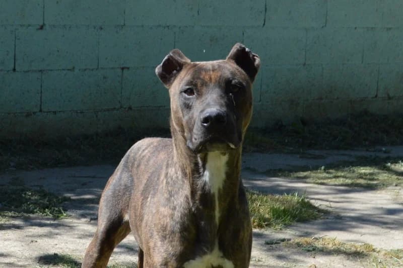 HOURA CHAO, female Mixed Breed for adoption at SPA Chamarande, Chamarande