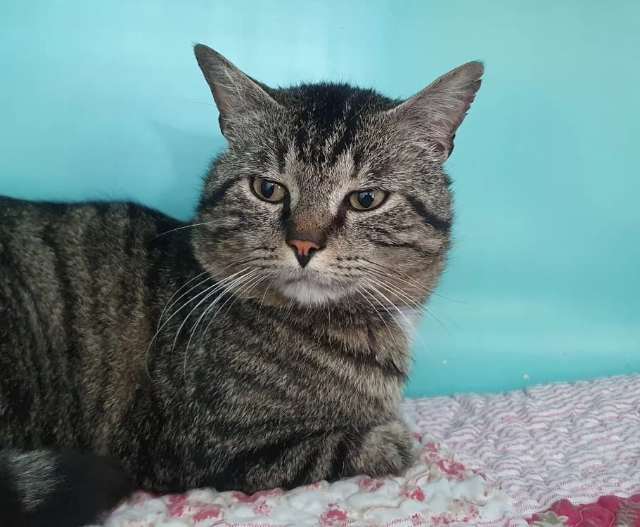 SQUATTEUR CHA, male Mixed Breed for adoption at SPA Chamarande, Chamarande