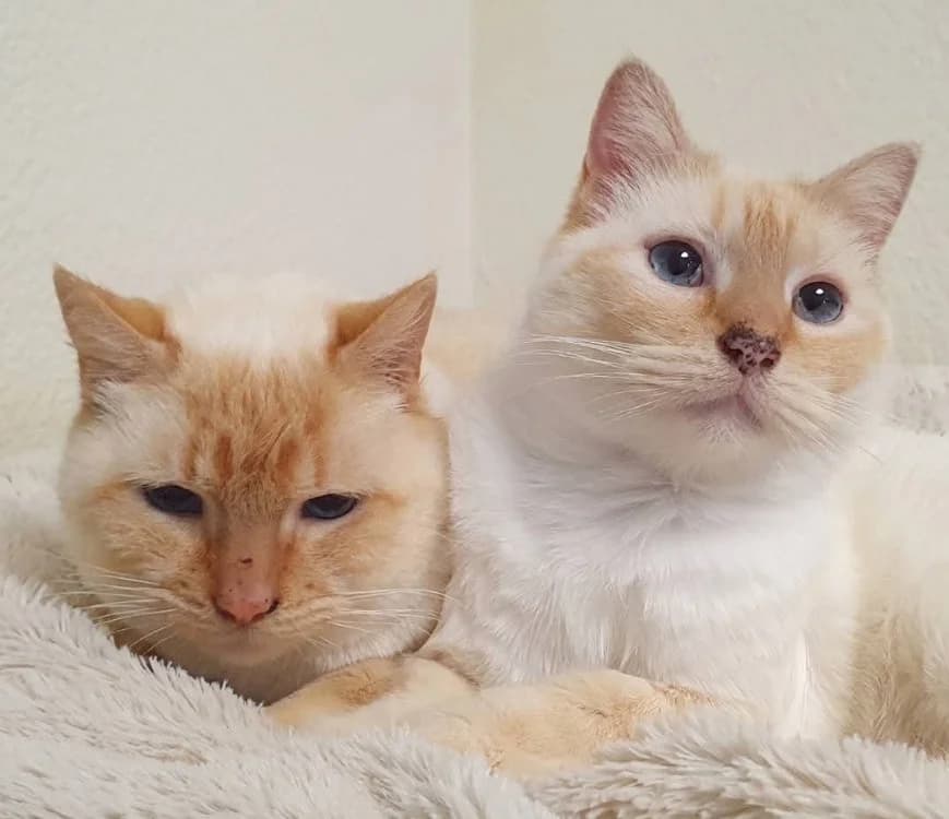 HARRIE CHA, male Mixed Breed for adoption at SPA Chamarande, Chamarande