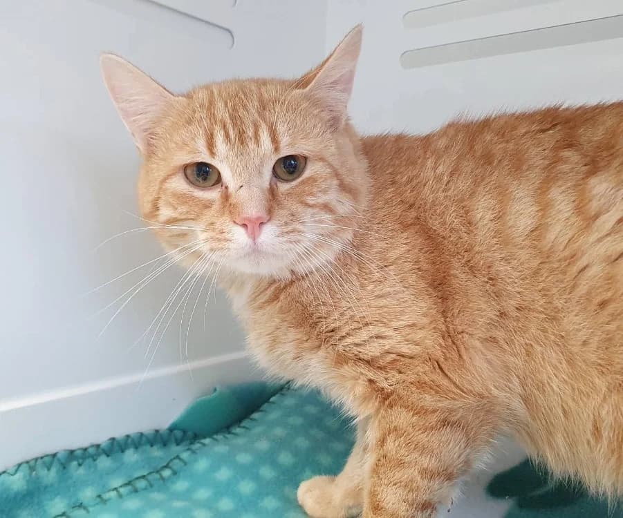 IGUANE CHA, male Mixed Breed for adoption at SPA Chamarande, Chamarande