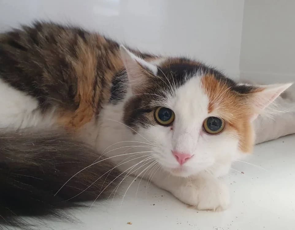 PUEBLA CHA, female Mixed Breed for adoption at SPA Chamarande, Chamarande