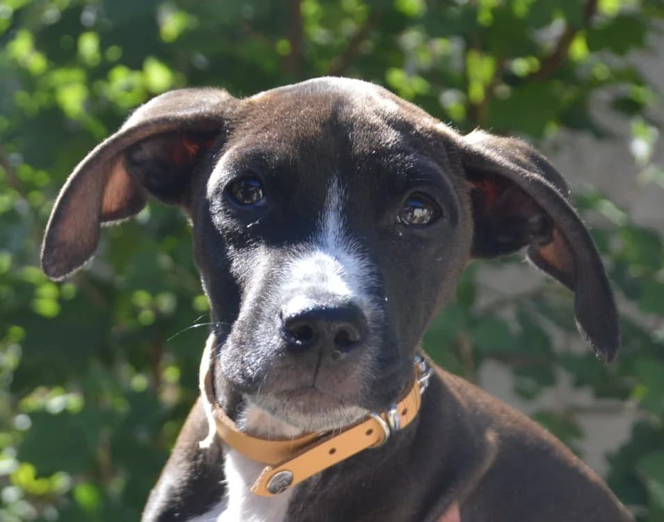 ALMA CHAO, male puppy Pointer for adoption at SPA Chamarande, Chamarande