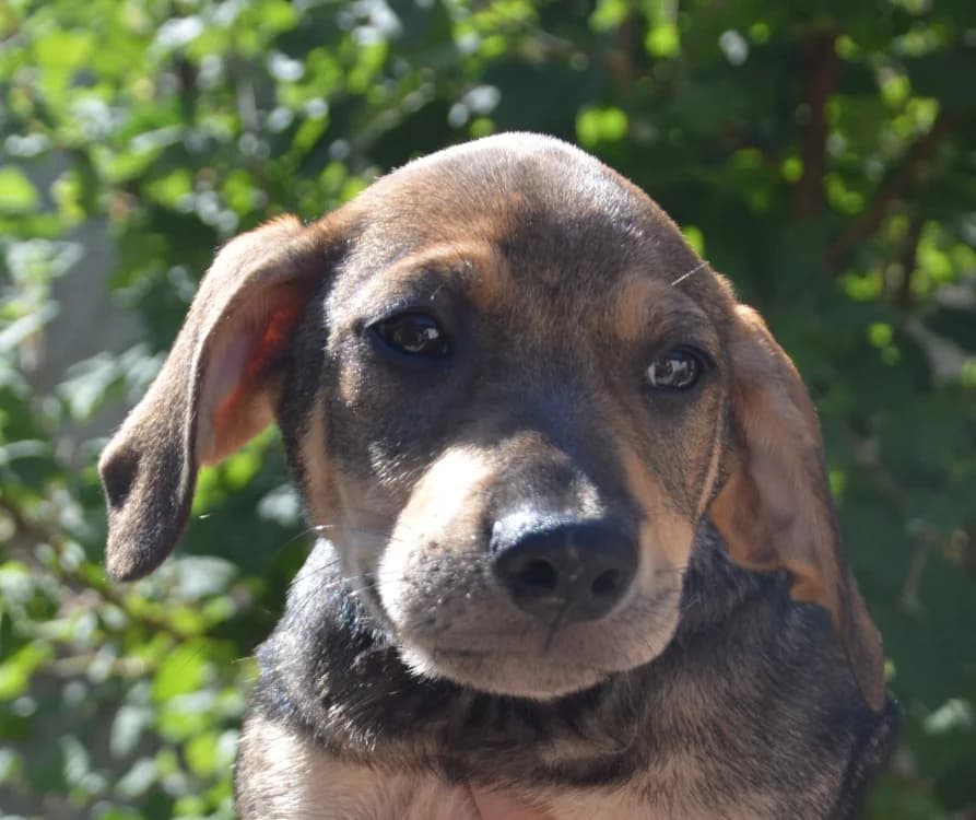 BOBO CHAO, male puppy Labrador Retriever for adoption at SPA Chamarande, Chamarande