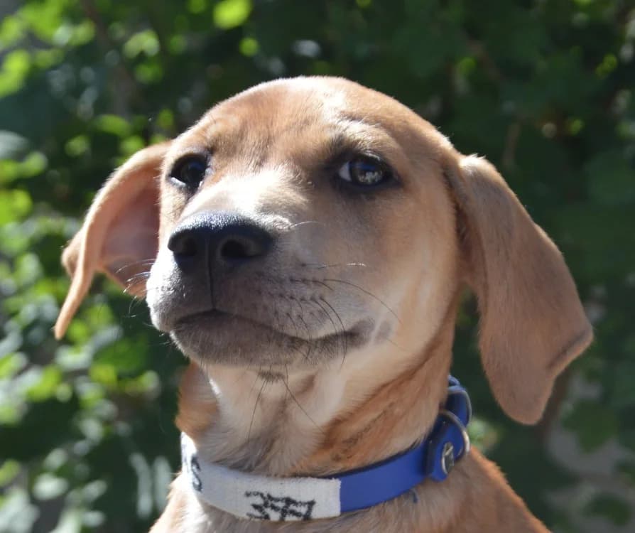 BARS CHAO, female puppy Labrador Retriever for adoption at SPA Chamarande, Chamarande