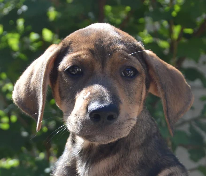 BAJOU CHAO, male puppy Labrador Retriever for adoption at SPA Chamarande, Chamarande