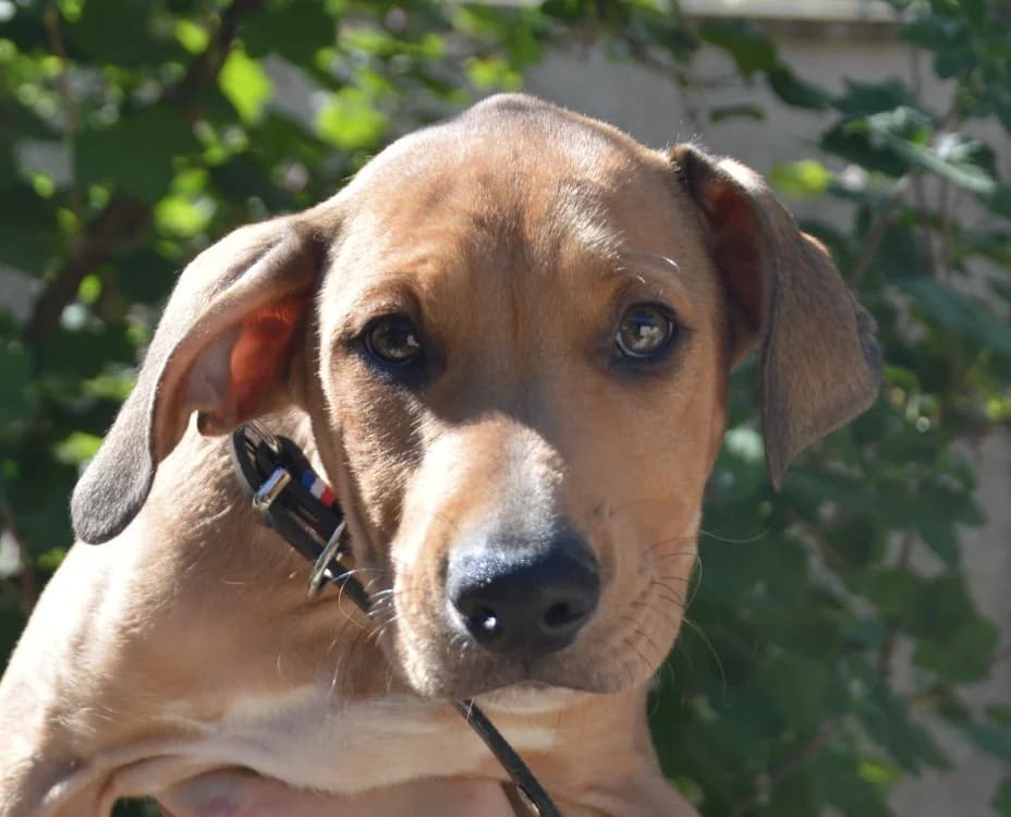 KOMOD CHA, male puppy Labrador Retriever for adoption at SPA Chamarande, Chamarande