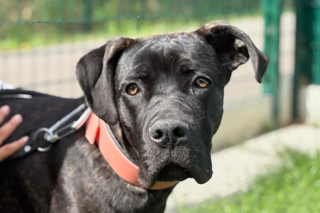 REYNOR, male young Cane Corso for adoption at SPA Chamarande, Chamarande