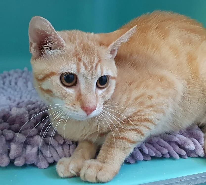 MOCHI CHA, male Mixed Breed for adoption at SPA Chamarande, Chamarande