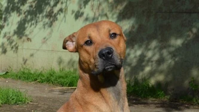 SEISHIN CHAO, male Mixed Breed for adoption at SPA Chamarande, Chamarande