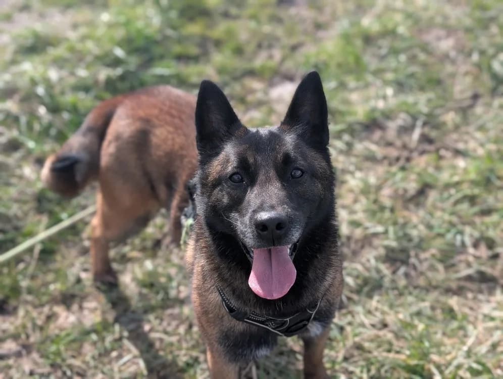 MALI CHAO, male 3yo Belgian Malinois for adoption at SPA Chamarande, Chamarande