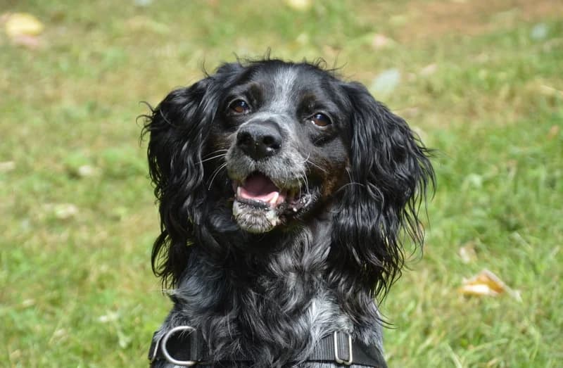 MAX CHAO, male senior Brittany Spaniel for adoption at SPA Chamarande, Chamarande