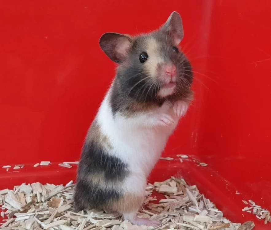 GUIMAUVE, female Mixed Breed for adoption at SPA Chamarande, Chamarande