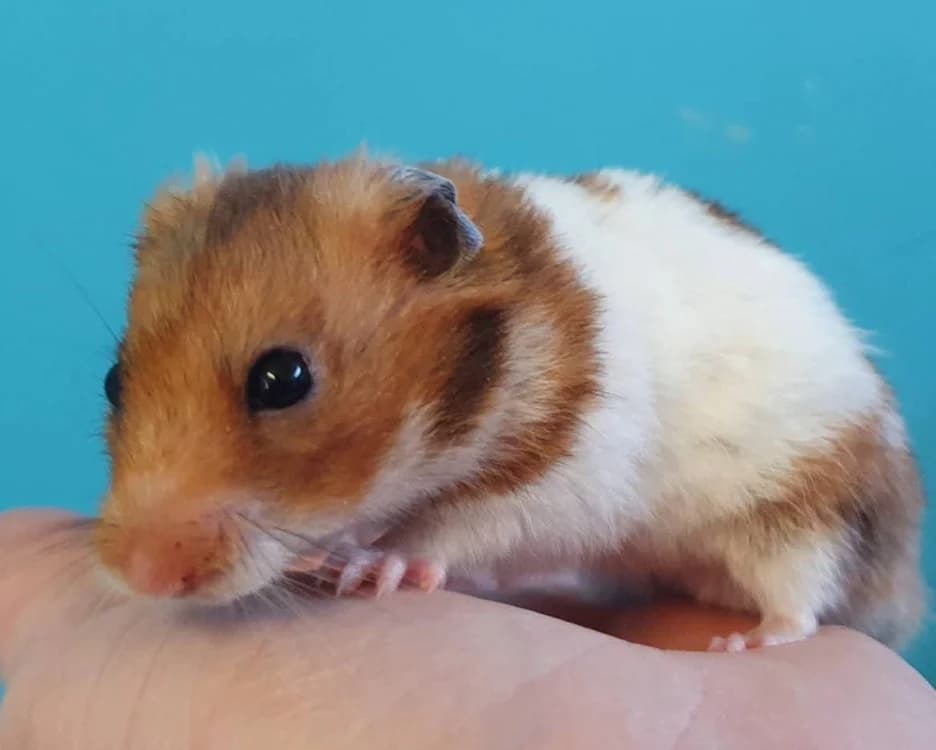 TIRAMISU, male Mixed Breed for adoption at SPA Chamarande, Chamarande