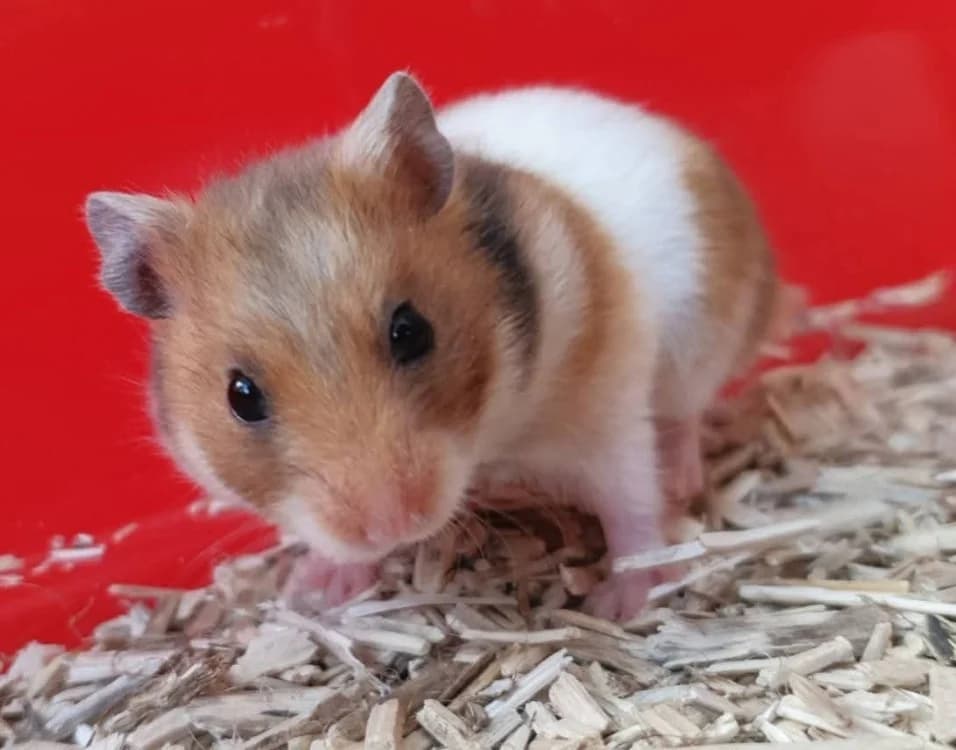 TAGADA, female mixed breed for adoption at SPA Chamarande, Chamarande