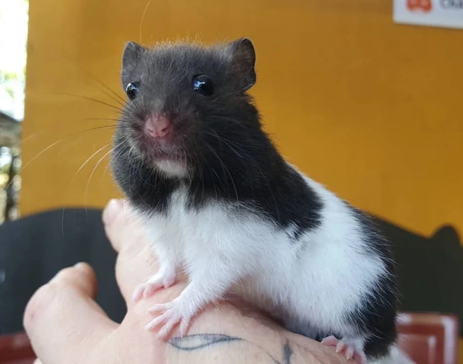 OREO, male Mixed Breed for adoption at SPA Chamarande, Chamarande