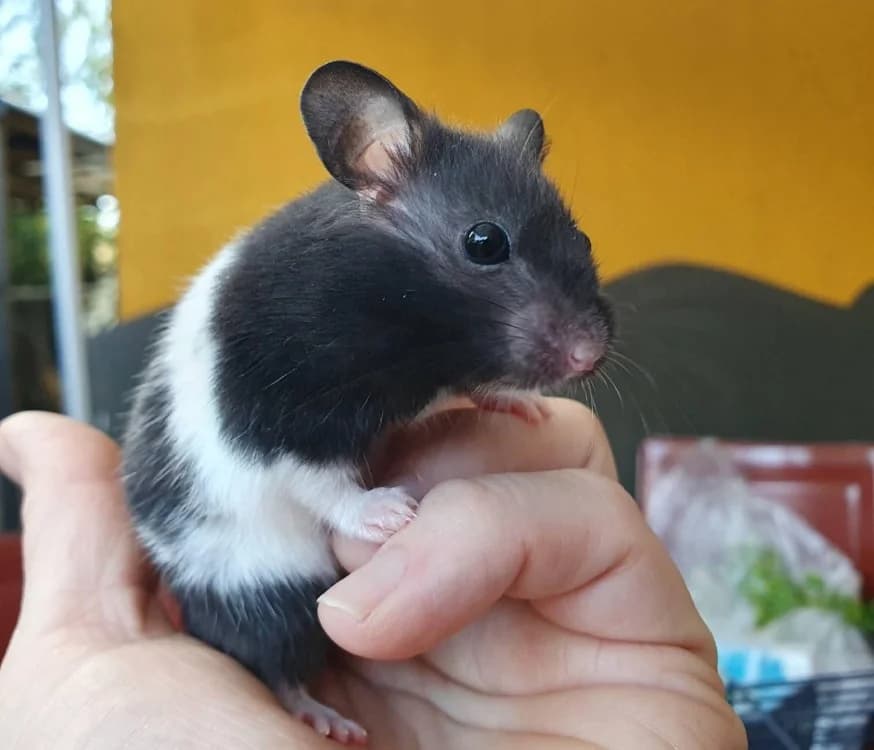 NOUGAT, male mixed breed for adoption at SPA Chamarande, Chamarande